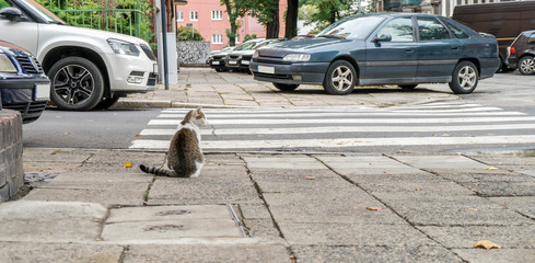 cat / A cat is sitting in front of a pedestrian crossing