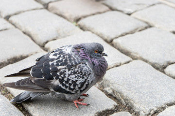  pigeon / A gray dove sits on the road 