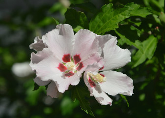 Red Heart Althea