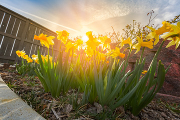 Daffodils in morning sunlight