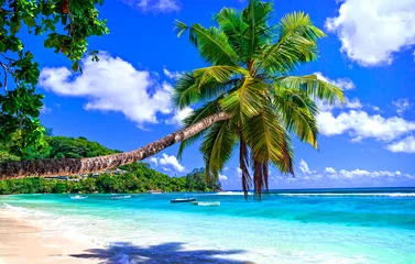 Photo sur Plexiglas Plage et mer plage tropicale exotique de rêves. Palm sur mer turquoise