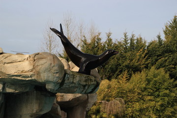 Fototapeta premium sea lion ready to dive