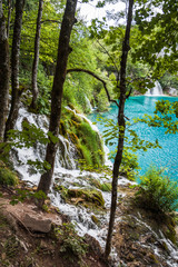 Streams of water between the trees, flowing into the turquoise lake. Plitvice, National Park, Croatia
