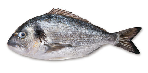 dorado