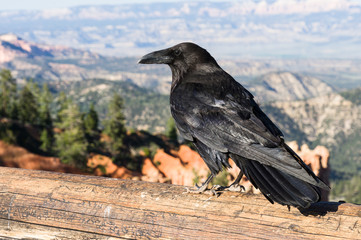 Raven at Bryce Canyon, Agua Canyon, UT, USA