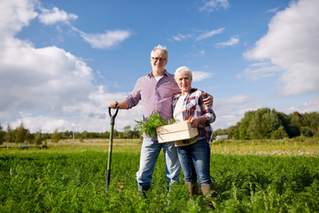 senior couple with shovel picking carrots on farm