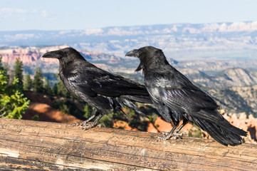 Raven at Bryce Canyon, Agua Canyon, UT, USA