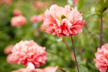 Obraz premium beautiful dahlia flowers at summer garden