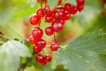 red currant bush at summer garden branch