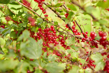 red currant berries on branch at summer garden 