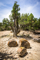 Fototapeta na wymiar Petrified wood at Escalante Petrified Forest State Park, Utah