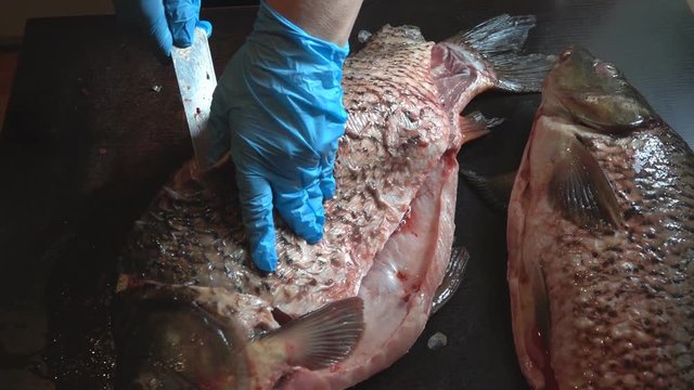 Cleaning and cutting of large fresh carp fish
