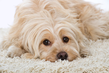 Niedlicher Mischlingshund