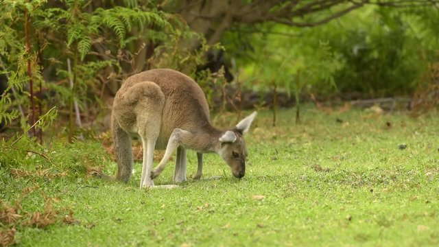 Junges Känguru beim fressen auf einer Wiese, hüpft auf die Kamera zu, Westaustralien, Australien, Western Australia, Down Under