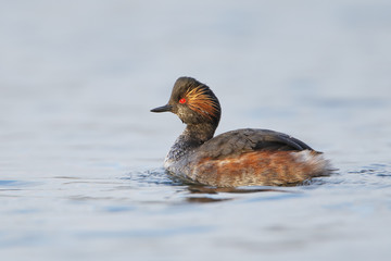 Black-necked grebe (Podiceps nigricollis) swimming in water, the Netherlands