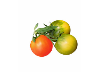 yellow and red tomatoes