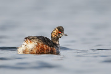 Black-necked grebe (Podiceps nigricollis) swimming in water, the Netherlands