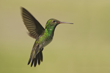 Glittering-throated Emerald (Amazilia fimbriata) in flight against clean background, Itanhaem, Brazil