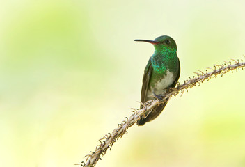 Glittering-throated Emerald (Amazilia fimbriata) on branch against clean background, Itanhaem, Brazil