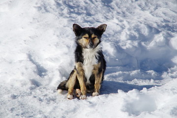Dog and frosty snow