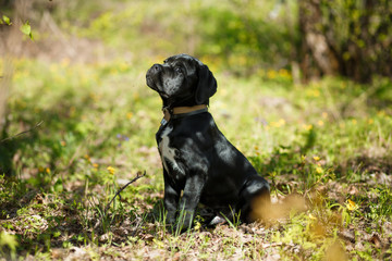 Puppy Cane Corso black color on the background of nature
