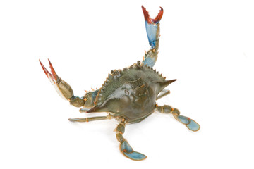 Blue Crab