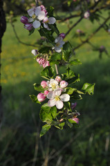 baumblüte