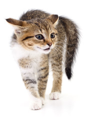 Kitten on white background.