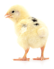 Small yellow chicken
