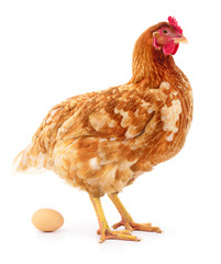 Brown hen with egg.