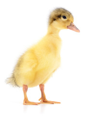 one yellow duckling