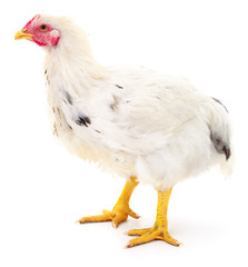 white hen isolated.