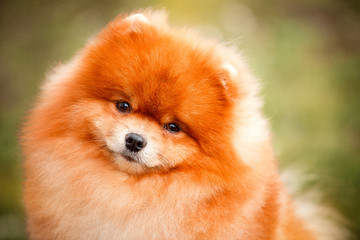 Pomeranian redhead in nature