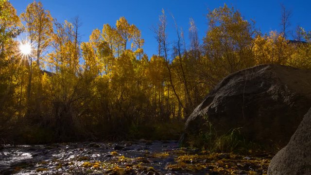 MoCo Timelapse of Fall Foliage by River at Sunrise in Eastern Sierra -Tilt Down-