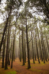 Forest and fog on Teide mountains in Tenerife, Canary Islands