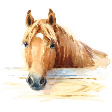 Watercolor Horse in the Stable Hand Painted Illustration 
