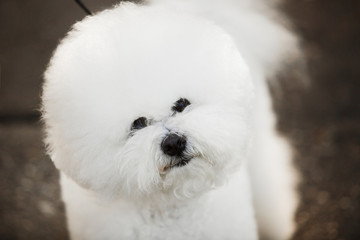 Bichon frize on nature background