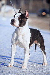 American Staffordshire Terrier stay in the snow