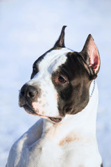American Staffordshire Terrier stay in the snow