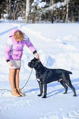 Handler with a dog Cane Corso Italian Mastiff