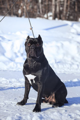 cane corso italiano dog winter portrait