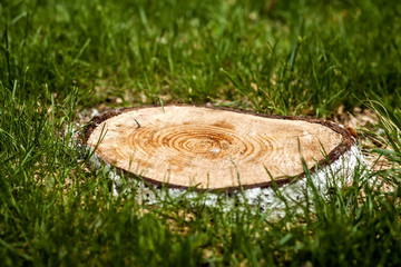 Stump of a cut down tree in green grass. Deforestation problem concept.
