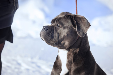 cane corso italiano dog winter portrait