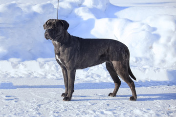 cane corso italiano dog winter portrait