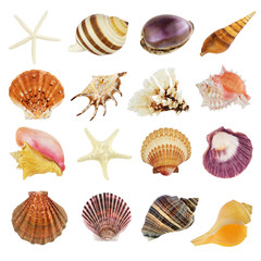 Collection of various seashells, isolated on white background. 