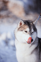 portrait of husky dog in the snow