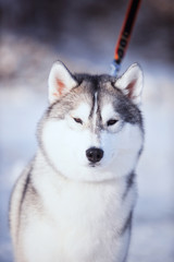 portrait of husky dog in the snow
