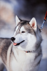 portrait of husky dog in the snow