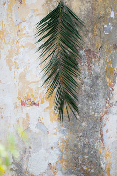 Palm branch on an old house wall background as palm sunday religion christian tradition concept