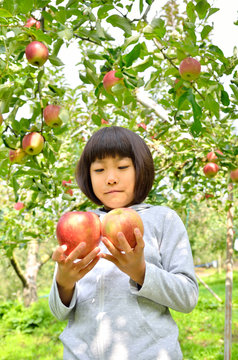 リンゴ狩りを楽しむ女の子